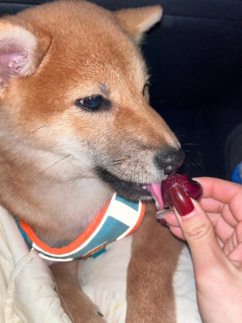  狗狗可以吃车厘子吗，狗狗能吃车厘子?