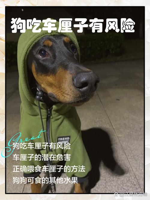 狗狗可以吃车厘子吗,狗狗能吃车厘子?-第3张图片-后鲨宠物 狗狗可以吃车厘子吗,狗狗能吃车厘子?-第3张图片-后鲨宠物