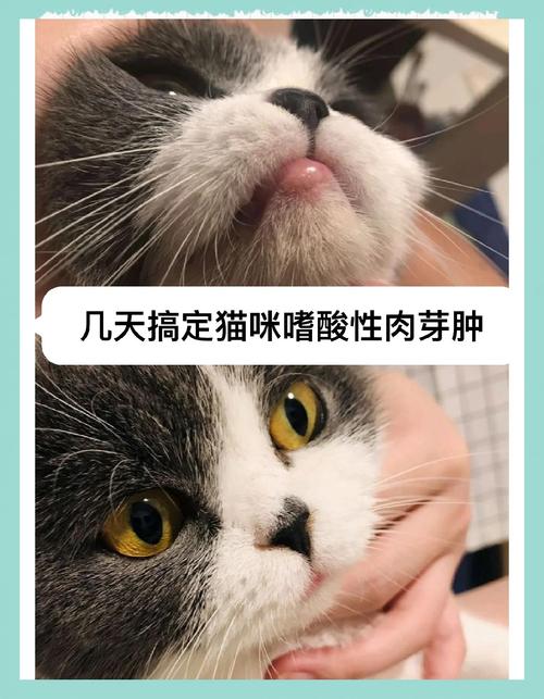 猫咪下嘴唇有个小脓包,猫咪下嘴唇起了个小包?-第4张图片-后鲨宠物 猫咪下嘴唇有个小脓包,猫咪下嘴唇起了个小包?-第4张图片-后鲨宠物