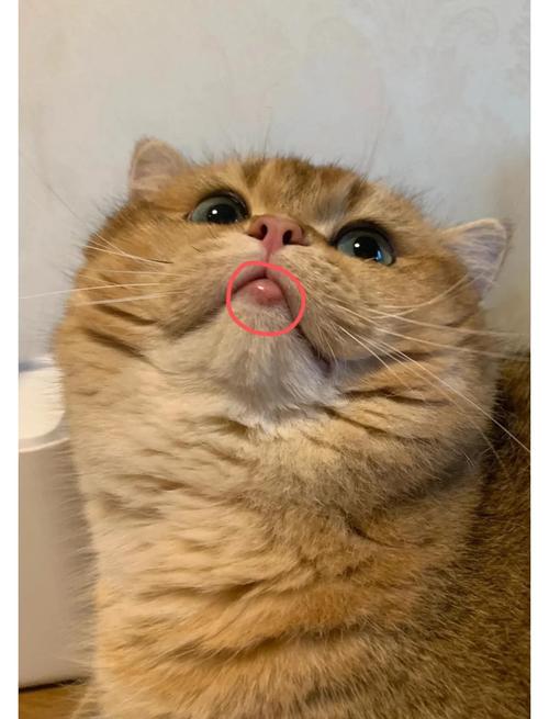 猫咪下嘴唇有个小脓包,猫咪下嘴唇起了个小包?-第5张图片-后鲨宠物 猫咪下嘴唇有个小脓包,猫咪下嘴唇起了个小包?-第5张图片-后鲨宠物