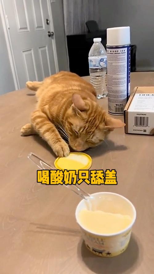 小猫咪可以喝酸奶吗,小猫能喝酸奶不?-第6张图片-后鲨宠物 小猫咪可以喝酸奶吗,小猫能喝酸奶不?-第6张图片-后鲨宠物