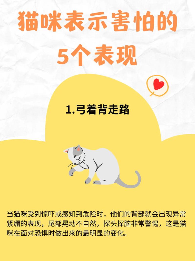 猫咪害怕的表现_猫咪害怕的表现有弓背么-第3张图片-后鲨宠物
