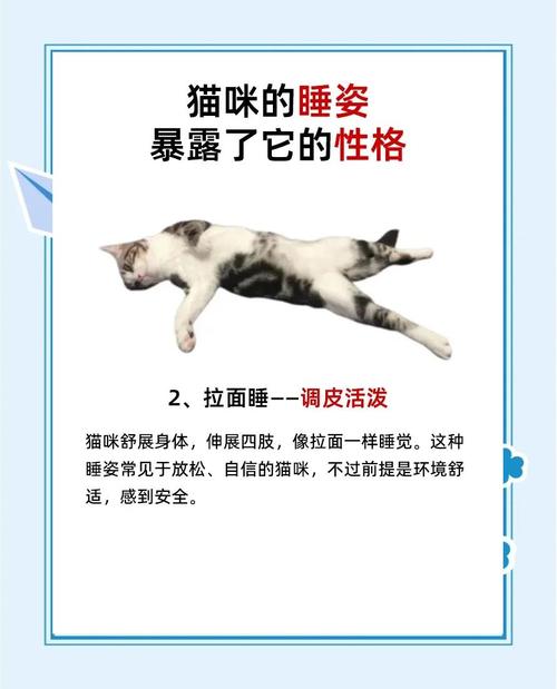 猫咪的睡姿代表了什么,猫咪的各种睡姿代表什么?-第1张图片-后鲨宠物 猫咪的睡姿代表了什么,猫咪的各种睡姿代表什么?-第1张图片-后鲨宠物