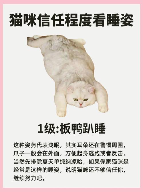 猫咪的睡姿代表了什么,猫咪的各种睡姿代表什么?-第4张图片-后鲨宠物 猫咪的睡姿代表了什么,猫咪的各种睡姿代表什么?-第4张图片-后鲨宠物