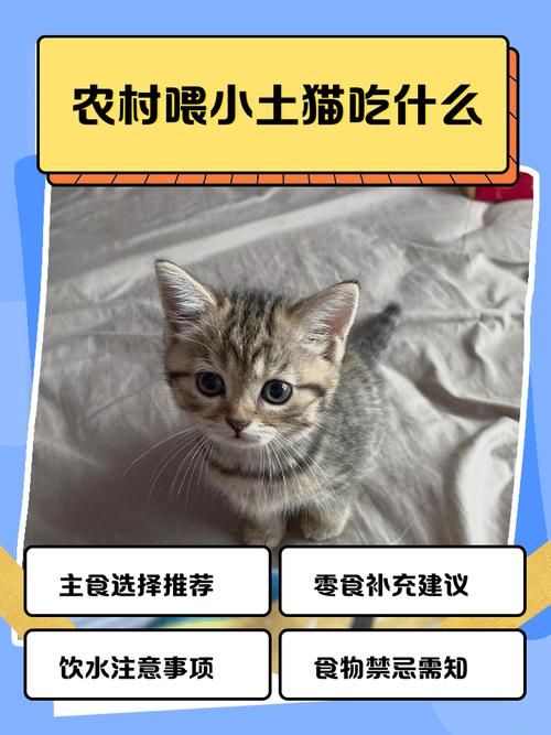 猫咪可以吃什么肉,猫咪可以吃什么肉和蔬菜?-第2张图片-后鲨宠物 猫咪可以吃什么肉,猫咪可以吃什么肉和蔬菜?-第2张图片-后鲨宠物