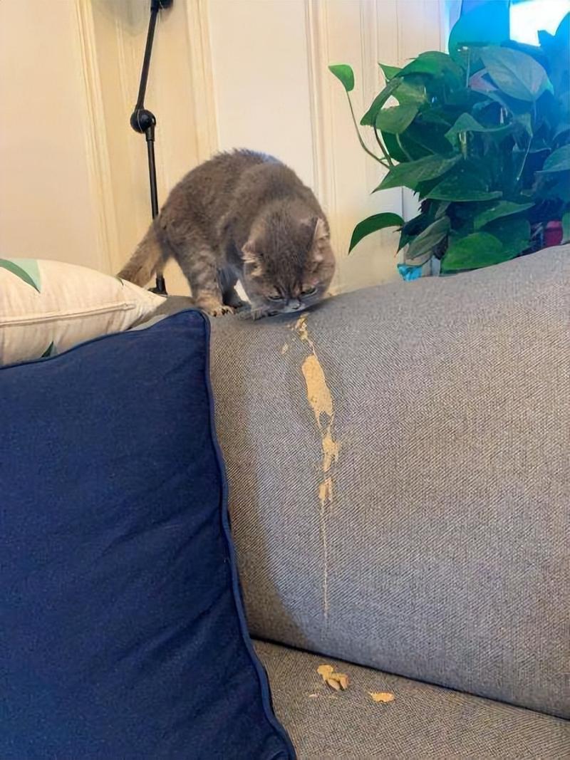 猫咪老是吐是什么原因_猫咪老是吐是什么原因引起的-第3张图片-后鲨宠物 猫咪老是吐是什么原因_猫咪老是吐是什么原因引起的-第3张图片-后鲨宠物