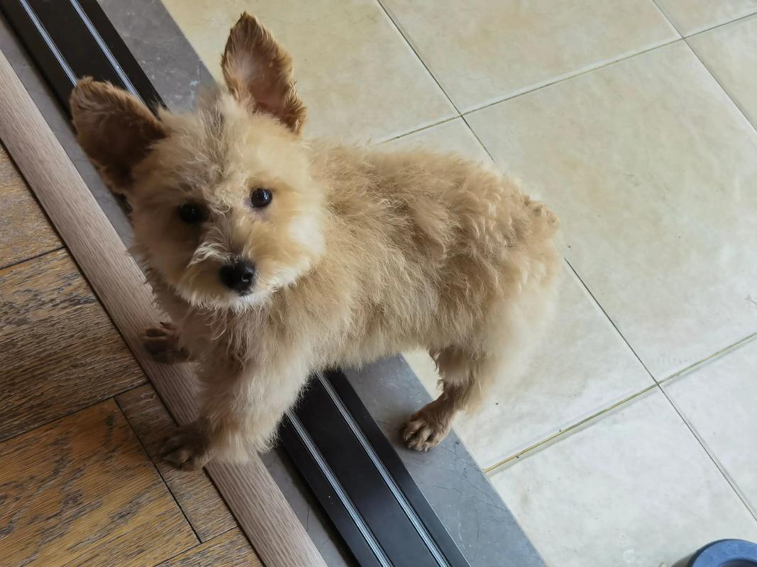 小狗狗多久可以洗澡_狗狗刚满月可以洗澡吗-第3张图片-后鲨宠物 小狗狗多久可以洗澡_狗狗刚满月可以洗澡吗-第3张图片-后鲨宠物