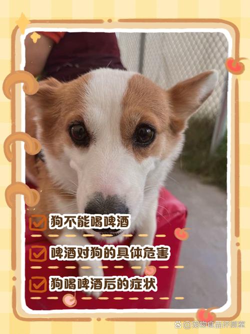  狗狗喝了啤酒会怎么样，狗狗喝了啤酒怎么补救