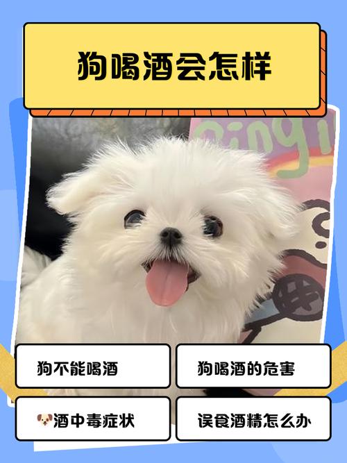 狗狗喝了啤酒会怎么样,狗狗喝了啤酒怎么补救-第3张图片-后鲨宠物 狗狗喝了啤酒会怎么样,狗狗喝了啤酒怎么补救-第3张图片-后鲨宠物