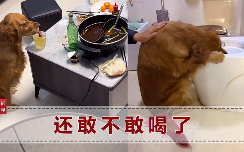 狗狗喝了啤酒会怎么样,狗狗喝了啤酒怎么补救-第5张图片-后鲨宠物 狗狗喝了啤酒会怎么样,狗狗喝了啤酒怎么补救-第5张图片-后鲨宠物