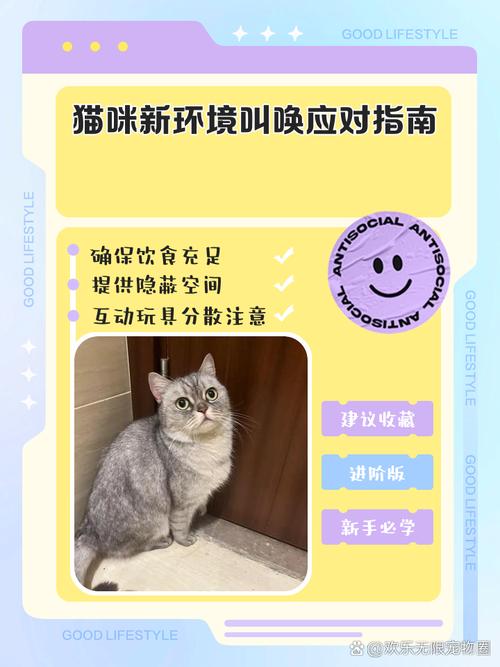 为什么猫咪一直叫,猫咪叫不出声了要警惕-第1张图片-后鲨宠物 为什么猫咪一直叫,猫咪叫不出声了要警惕-第1张图片-后鲨宠物