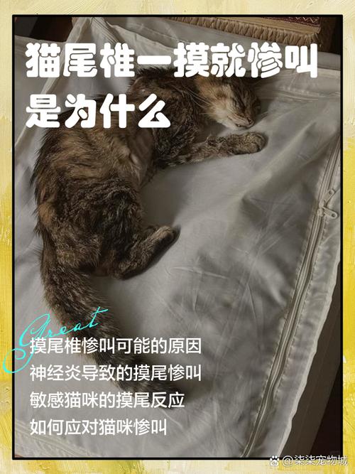 为什么猫咪一直叫,猫咪叫不出声了要警惕-第5张图片-后鲨宠物 为什么猫咪一直叫,猫咪叫不出声了要警惕-第5张图片-后鲨宠物