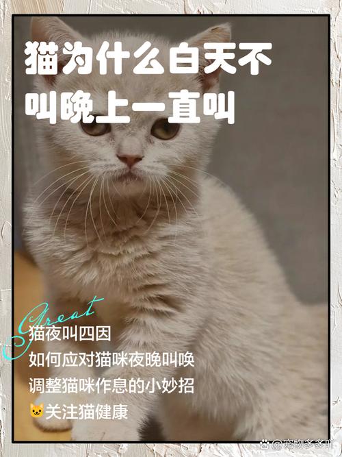 为什么猫咪一直叫,猫咪叫不出声了要警惕-第6张图片-后鲨宠物 为什么猫咪一直叫,猫咪叫不出声了要警惕-第6张图片-后鲨宠物
