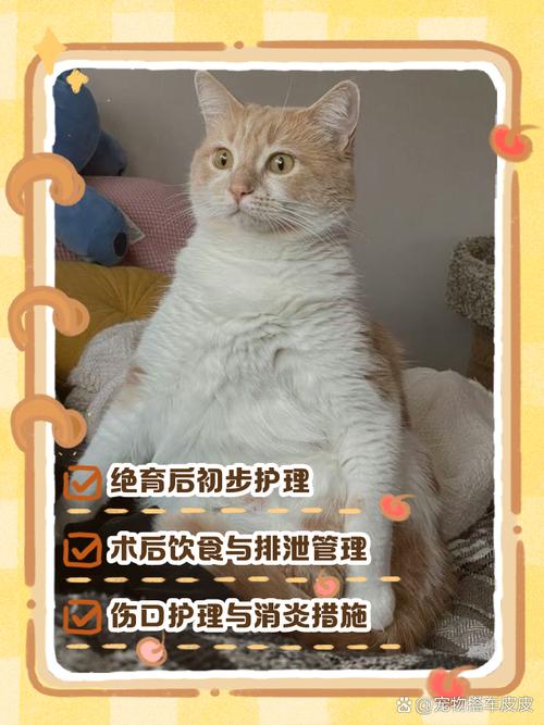 猫咪绝育手术后护理,猫咪绝育手术后护理方法-第2张图片-后鲨宠物 猫咪绝育手术后护理,猫咪绝育手术后护理方法-第2张图片-后鲨宠物