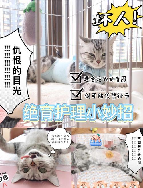 猫咪绝育手术后护理,猫咪绝育手术后护理方法-第3张图片-后鲨宠物 猫咪绝育手术后护理,猫咪绝育手术后护理方法-第3张图片-后鲨宠物