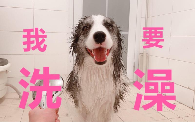 给狗狗洗澡怎么洗_给狗狗洗澡怎么洗的