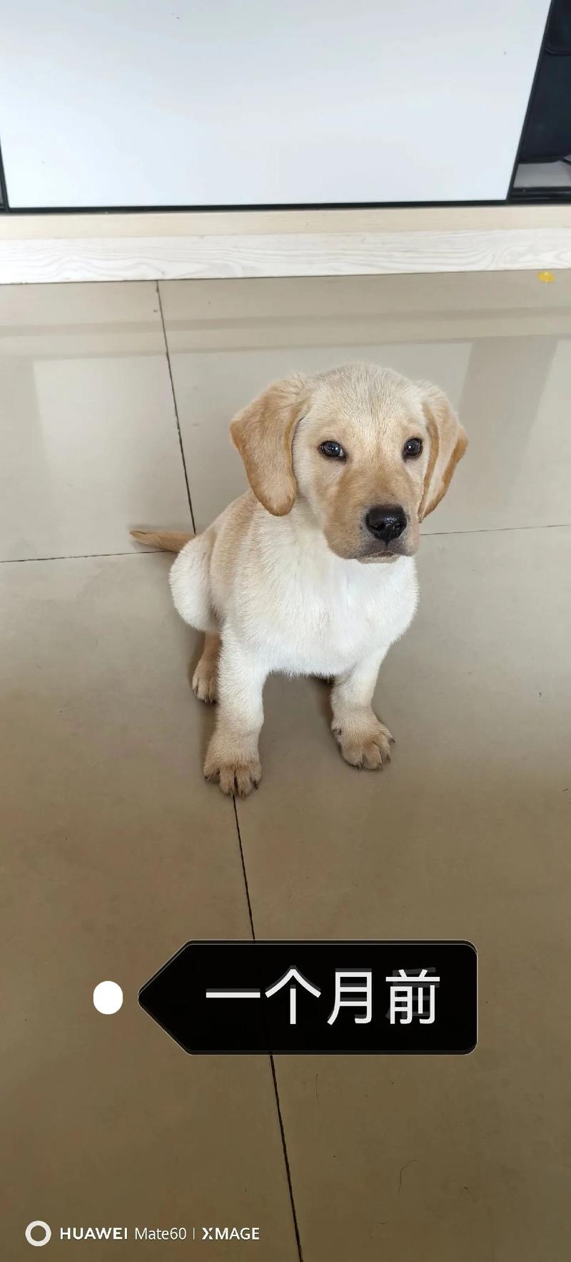 怎么辨别狗狗品种,怎么辨识狗狗的品种?-第4张图片-后鲨宠物 怎么辨别狗狗品种,怎么辨识狗狗的品种?-第4张图片-后鲨宠物