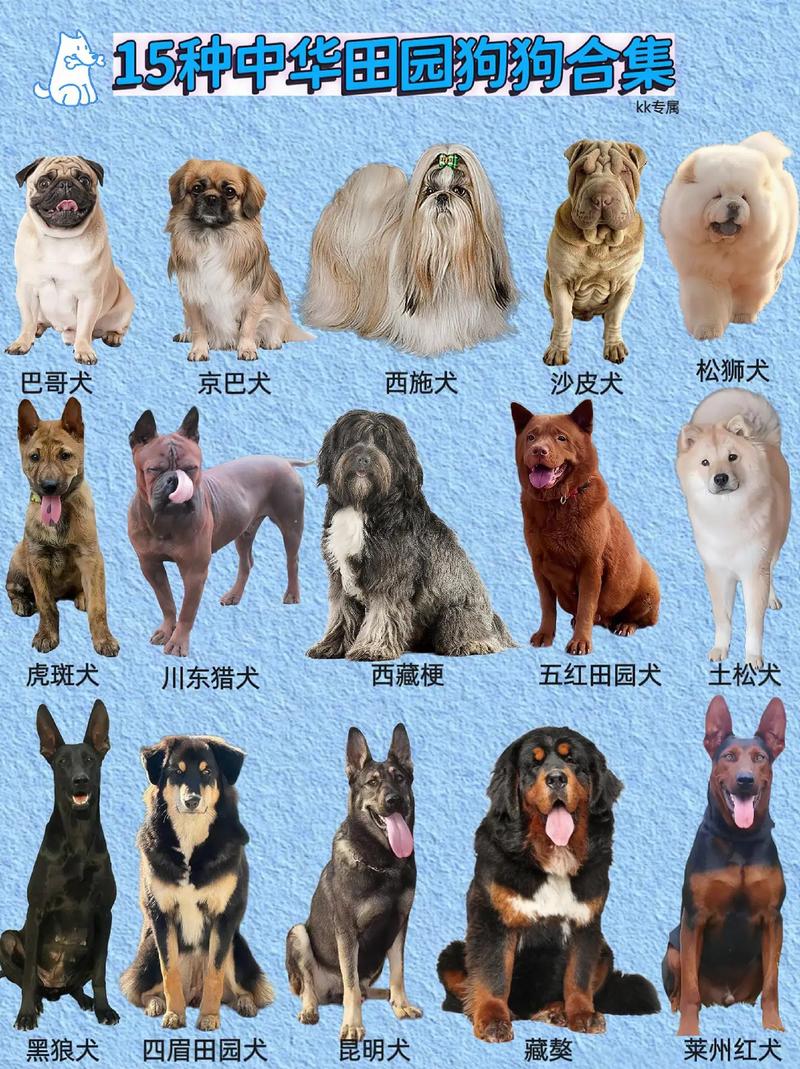 怎么辨别狗狗品种,怎么辨识狗狗的品种?-第5张图片-后鲨宠物 怎么辨别狗狗品种,怎么辨识狗狗的品种?-第5张图片-后鲨宠物