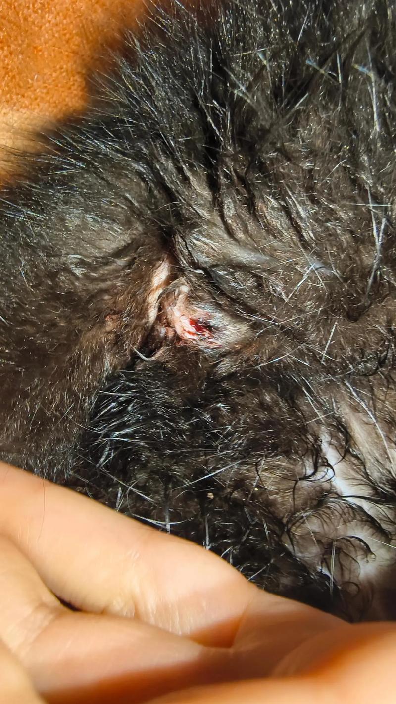 怀孕猫咪流血怎么回事,怀孕的猫流血是怎么回事?-第1张图片-后鲨宠物 怀孕猫咪流血怎么回事,怀孕的猫流血是怎么回事?-第1张图片-后鲨宠物