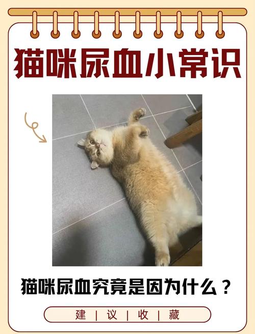 怀孕猫咪流血怎么回事,怀孕的猫流血是怎么回事?-第2张图片-后鲨宠物 怀孕猫咪流血怎么回事,怀孕的猫流血是怎么回事?-第2张图片-后鲨宠物