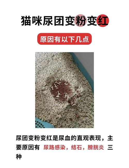 怀孕猫咪流血怎么回事,怀孕的猫流血是怎么回事?-第6张图片-后鲨宠物 怀孕猫咪流血怎么回事,怀孕的猫流血是怎么回事?-第6张图片-后鲨宠物