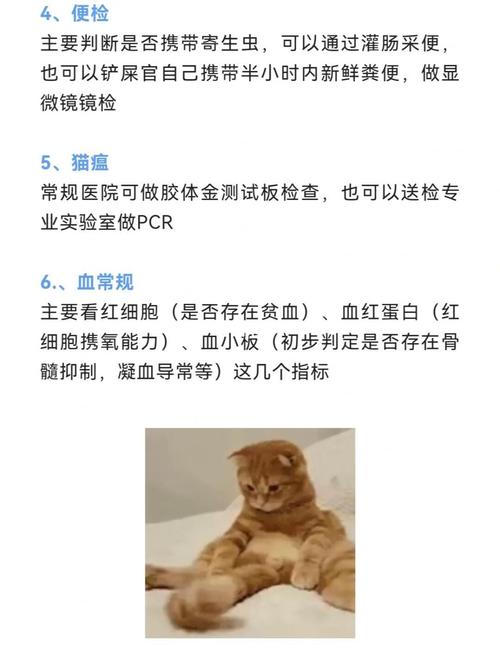 猫咪照ct多少钱,猫猫照ct-第1张图片-后鲨宠物 猫咪照ct多少钱,猫猫照ct-第1张图片-后鲨宠物