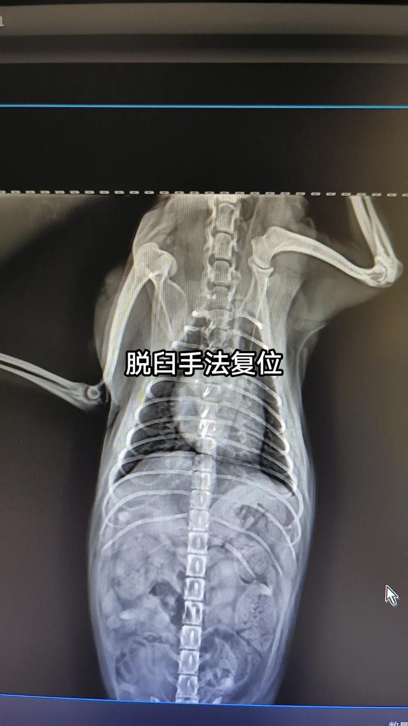 猫咪照ct多少钱,猫猫照ct-第5张图片-后鲨宠物 猫咪照ct多少钱,猫猫照ct-第5张图片-后鲨宠物