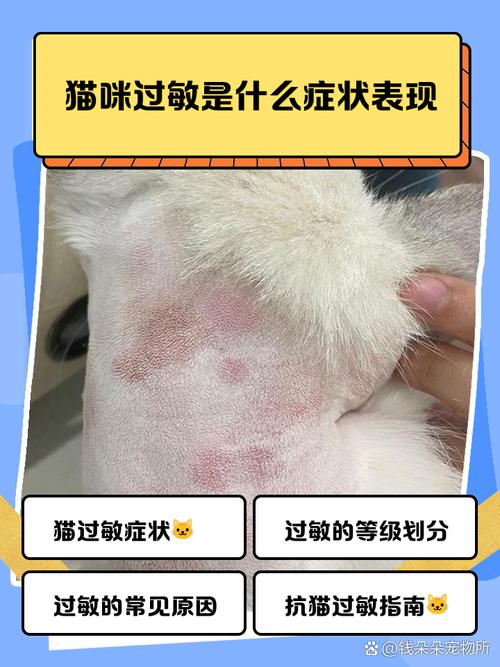 猫咪过敏打喷嚏怎么办,猫过敏性打喷嚏是怎么回事?-第6张图片-后鲨宠物 猫咪过敏打喷嚏怎么办,猫过敏性打喷嚏是怎么回事?-第6张图片-后鲨宠物