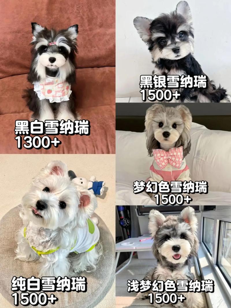 一只狗狗多少钱,一只狗狗多少钱人民币?-第3张图片-后鲨宠物 一只狗狗多少钱,一只狗狗多少钱人民币?-第3张图片-后鲨宠物