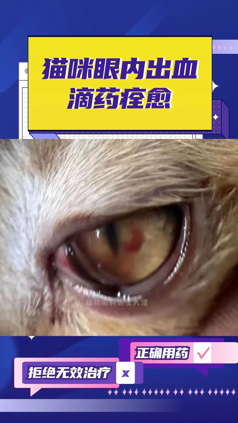猫咪内出血有什么症状,猫咪内出血有什么症状表现?-第1张图片-后鲨宠物 猫咪内出血有什么症状,猫咪内出血有什么症状表现?-第1张图片-后鲨宠物