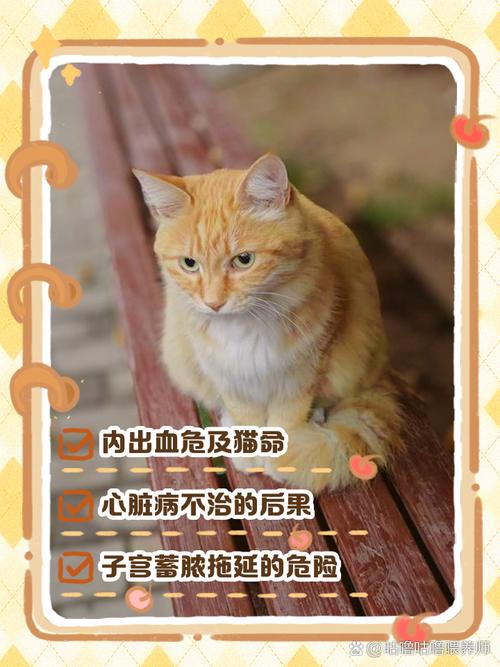 猫咪内出血有什么症状,猫咪内出血有什么症状表现?-第4张图片-后鲨宠物 猫咪内出血有什么症状,猫咪内出血有什么症状表现?-第4张图片-后鲨宠物