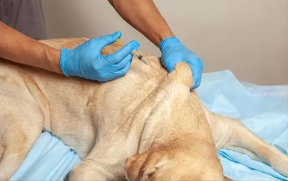 狗狗打疫苗打哪个部位,狗打疫苗一般打哪个位置?-第4张图片-后鲨宠物 狗狗打疫苗打哪个部位,狗打疫苗一般打哪个位置?-第4张图片-后鲨宠物