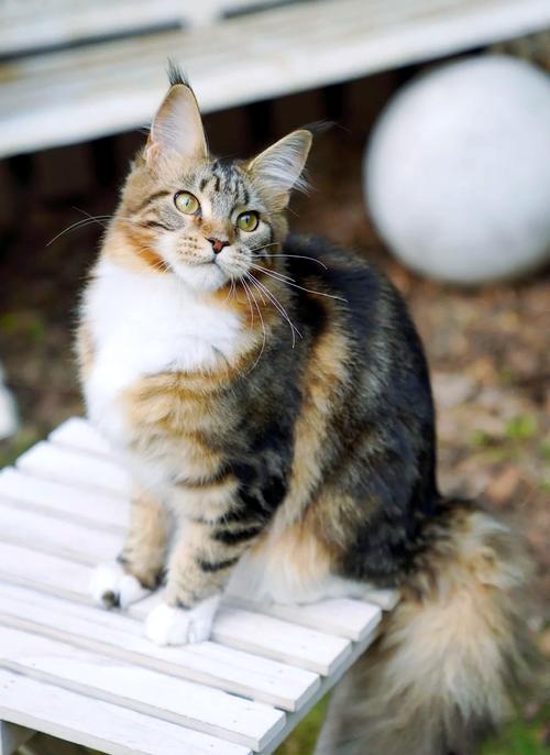 五个月猫咪多重正常_五个月猫咪一般多重-第1张图片-后鲨宠物 五个月猫咪多重正常_五个月猫咪一般多重-第1张图片-后鲨宠物