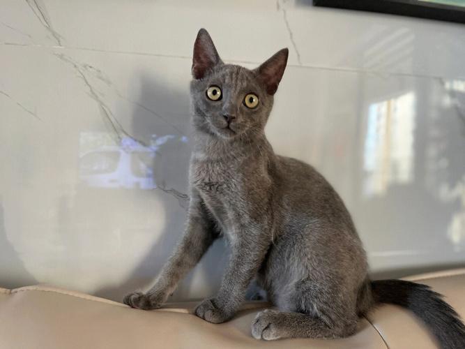 五个月猫咪多重正常_五个月猫咪一般多重-第4张图片-后鲨宠物 五个月猫咪多重正常_五个月猫咪一般多重-第4张图片-后鲨宠物