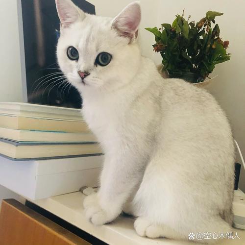 五个月猫咪多重正常_五个月猫咪一般多重-第5张图片-后鲨宠物 五个月猫咪多重正常_五个月猫咪一般多重-第5张图片-后鲨宠物