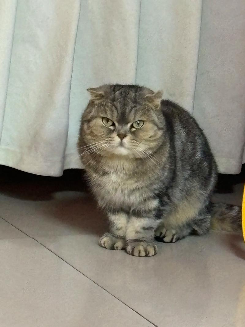 五个月猫咪多重正常_五个月猫咪一般多重-第6张图片-后鲨宠物 五个月猫咪多重正常_五个月猫咪一般多重-第6张图片-后鲨宠物