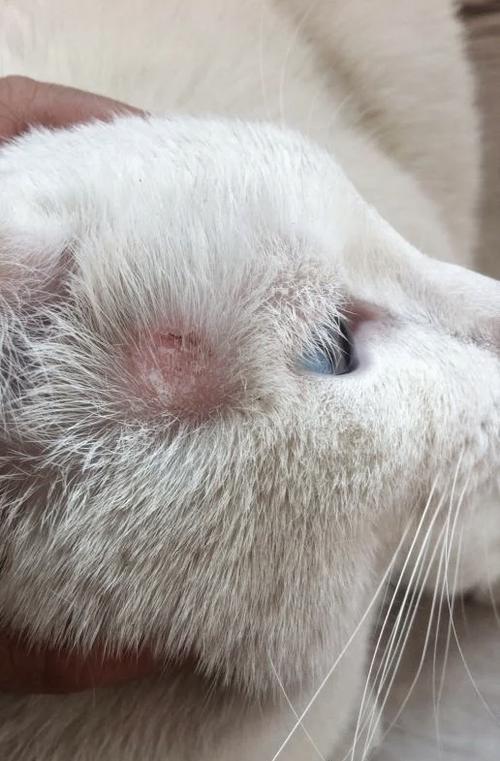 猫咪脱了一撮毛但无癣,猫咪脱了一撮毛但无癣喷药-第1张图片-后鲨宠物 猫咪脱了一撮毛但无癣,猫咪脱了一撮毛但无癣喷药-第1张图片-后鲨宠物