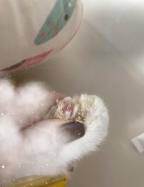 猫咪脱了一撮毛但无癣,猫咪脱了一撮毛但无癣喷药-第2张图片-后鲨宠物 猫咪脱了一撮毛但无癣,猫咪脱了一撮毛但无癣喷药-第2张图片-后鲨宠物