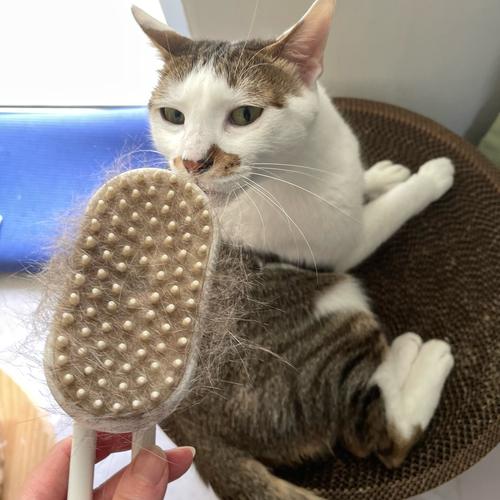 猫咪脱了一撮毛但无癣,猫咪脱了一撮毛但无癣喷药-第4张图片-后鲨宠物 猫咪脱了一撮毛但无癣,猫咪脱了一撮毛但无癣喷药-第4张图片-后鲨宠物