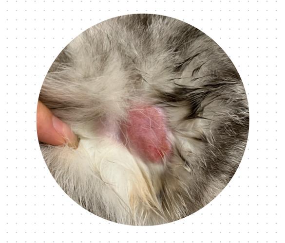 猫咪脱了一撮毛但无癣,猫咪脱了一撮毛但无癣喷药-第5张图片-后鲨宠物 猫咪脱了一撮毛但无癣,猫咪脱了一撮毛但无癣喷药-第5张图片-后鲨宠物