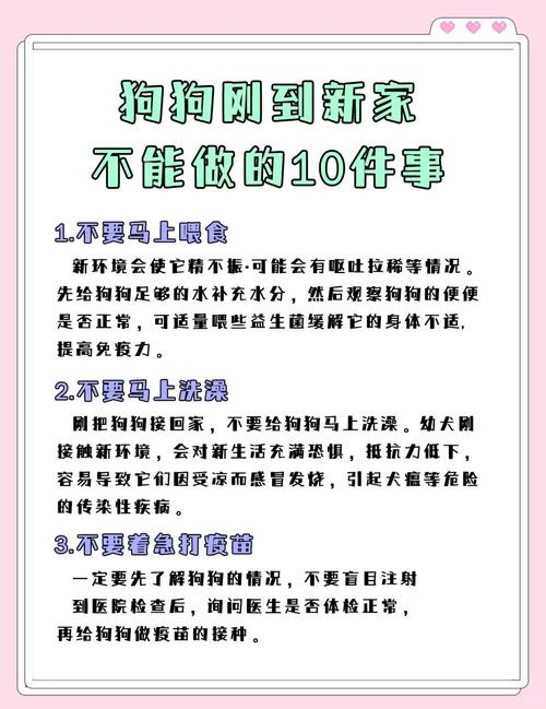 狗狗到新家的注意事项,狗狗到新家会有什么反应?-第5张图片-后鲨宠物 狗狗到新家的注意事项,狗狗到新家会有什么反应?-第5张图片-后鲨宠物
