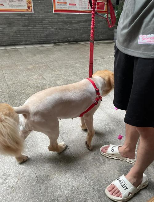 狗狗毛剃光有什么危害,狗狗毛剃光了会有什么表现?-第2张图片-后鲨宠物 狗狗毛剃光有什么危害,狗狗毛剃光了会有什么表现?-第2张图片-后鲨宠物