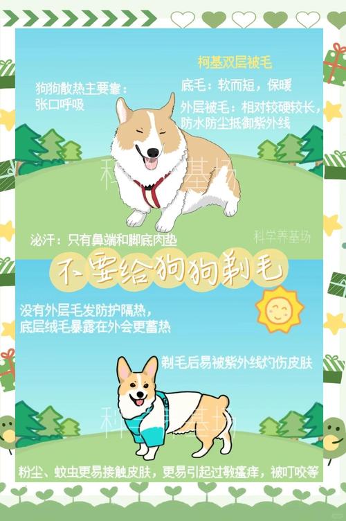 狗狗毛剃光有什么危害,狗狗毛剃光了会有什么表现?-第4张图片-后鲨宠物 狗狗毛剃光有什么危害,狗狗毛剃光了会有什么表现?-第4张图片-后鲨宠物