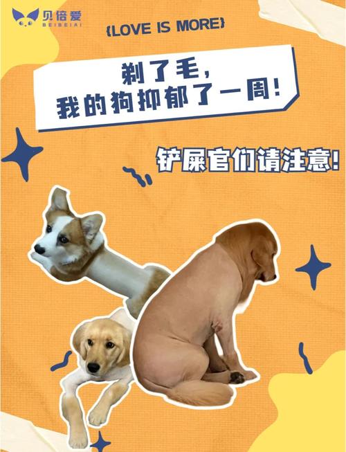 狗狗毛剃光有什么危害,狗狗毛剃光了会有什么表现?-第5张图片-后鲨宠物 狗狗毛剃光有什么危害,狗狗毛剃光了会有什么表现?-第5张图片-后鲨宠物