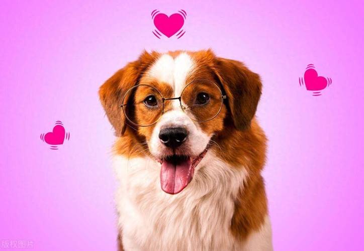 狗狗发情期怎么处理_狗狗发情期怎么处理好-第2张图片-后鲨宠物 狗狗发情期怎么处理_狗狗发情期怎么处理好-第2张图片-后鲨宠物