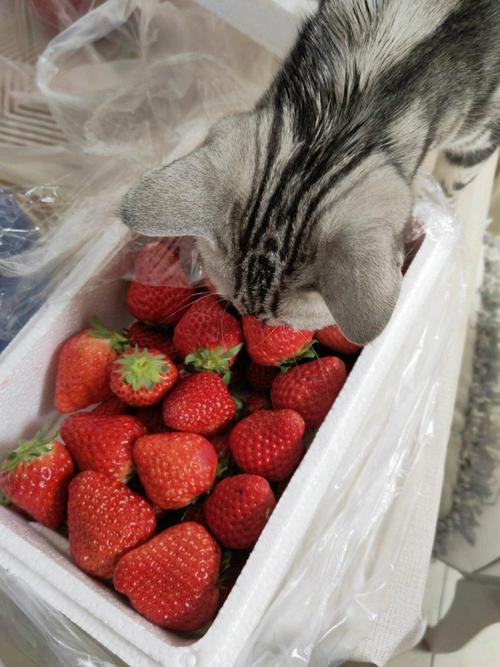 猫咪能吃草莓吗,猫咪能不能吃草莓?-第5张图片-后鲨宠物 猫咪能吃草莓吗,猫咪能不能吃草莓?-第5张图片-后鲨宠物