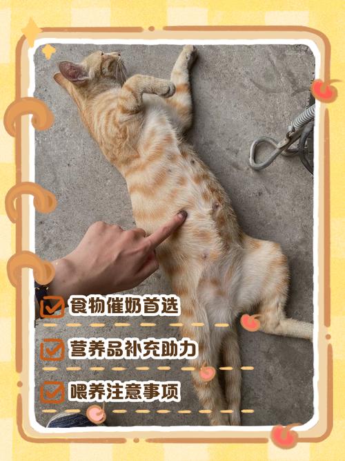 猫咪生产后吃什么好,猫咪生产后吃啥?-第1张图片-后鲨宠物 猫咪生产后吃什么好,猫咪生产后吃啥?-第1张图片-后鲨宠物