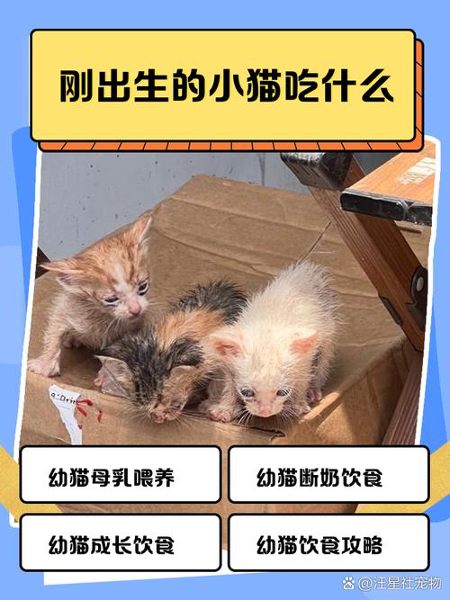 猫咪生产后吃什么好,猫咪生产后吃啥?-第2张图片-后鲨宠物 猫咪生产后吃什么好,猫咪生产后吃啥?-第2张图片-后鲨宠物
