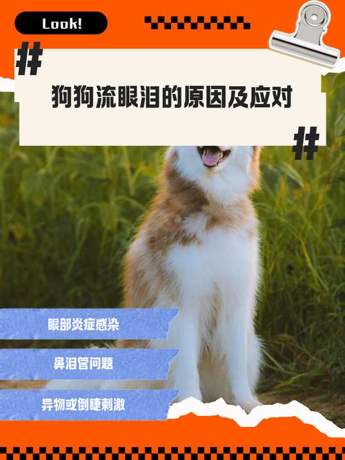 狗狗会流眼泪吗,狗狗会流眼泪吗怎么回事?-第2张图片-后鲨宠物 狗狗会流眼泪吗,狗狗会流眼泪吗怎么回事?-第2张图片-后鲨宠物