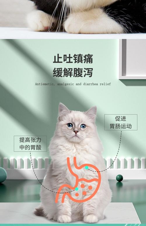 猫咪呕吐吃什么药好,猫呕吐吃什么药好得最快?-第3张图片-后鲨宠物 猫咪呕吐吃什么药好,猫呕吐吃什么药好得最快?-第3张图片-后鲨宠物